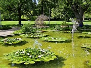025  water lilies.jpg